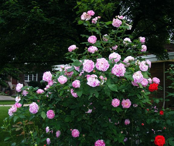 Honorine de Brabant photo hdb2013_06120043_zps67733f7b.jpg